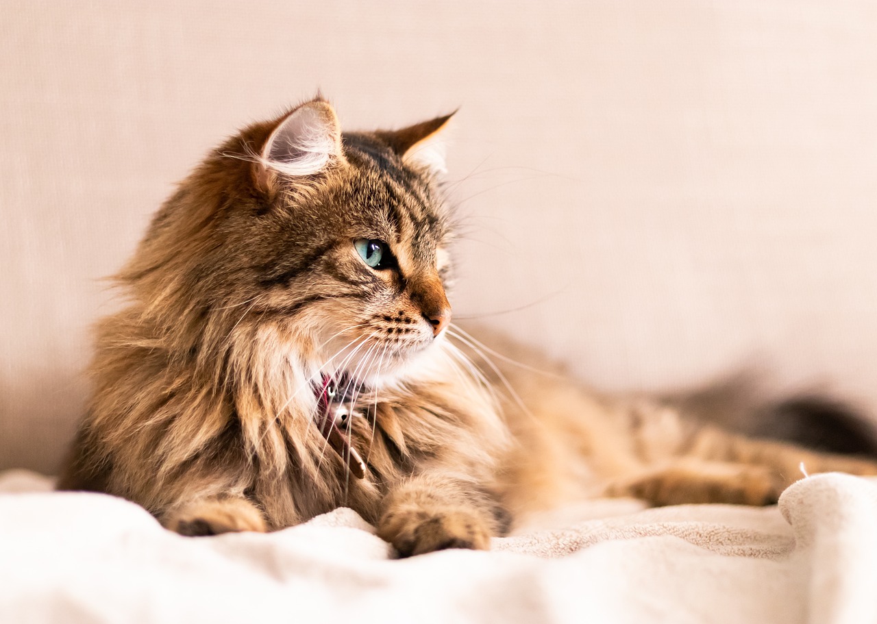 猫