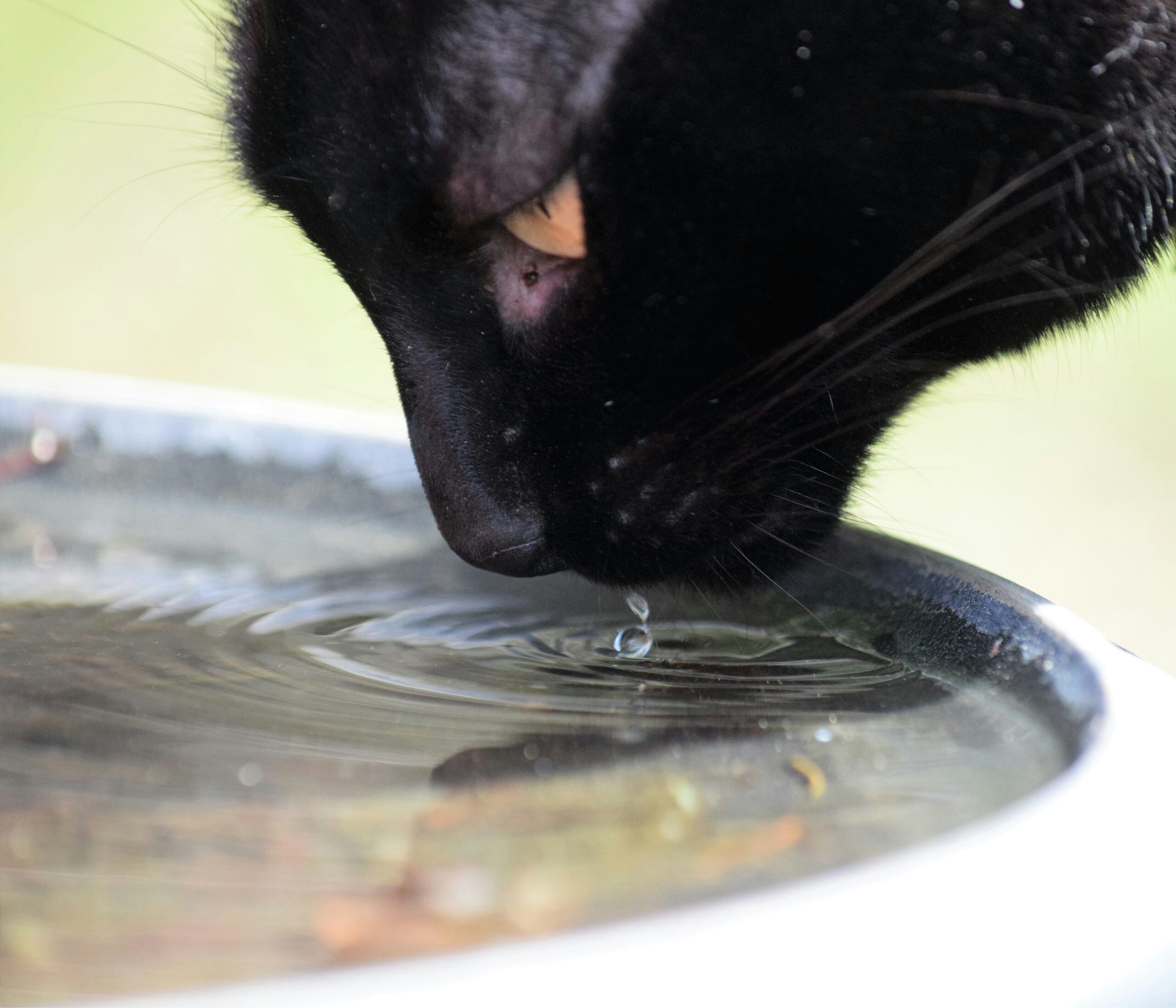 水を飲む猫