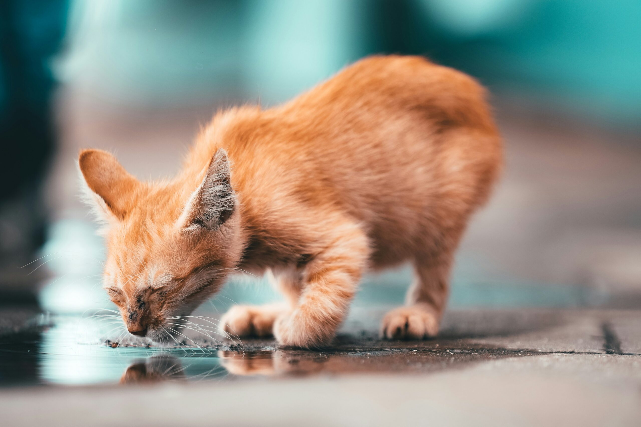 水を飲む猫