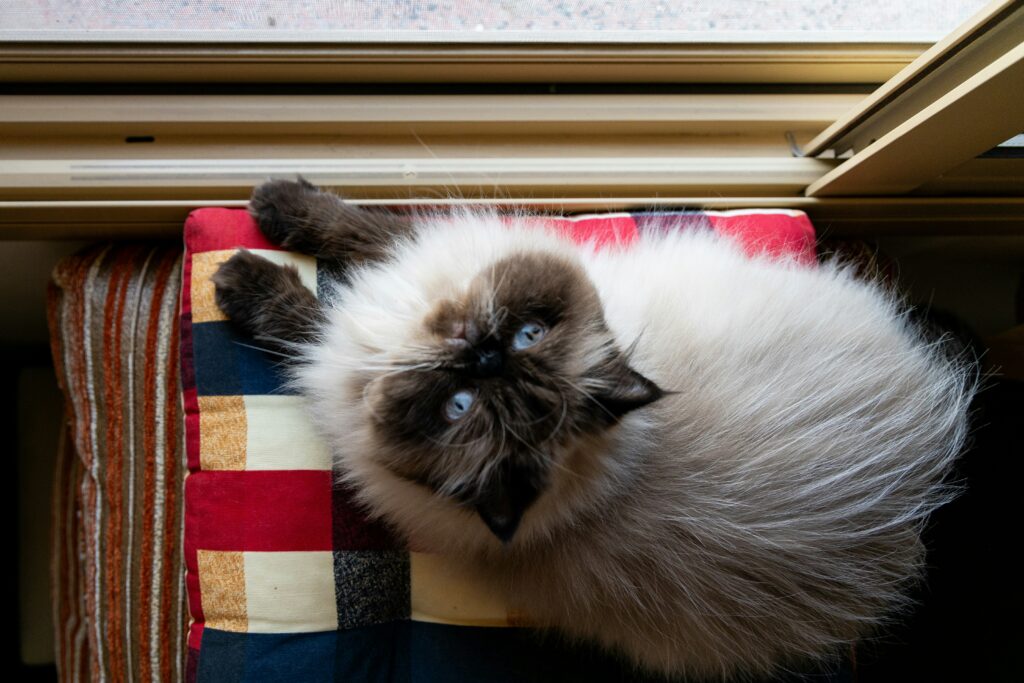 猫