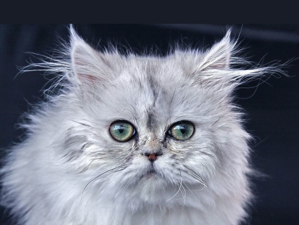 猫