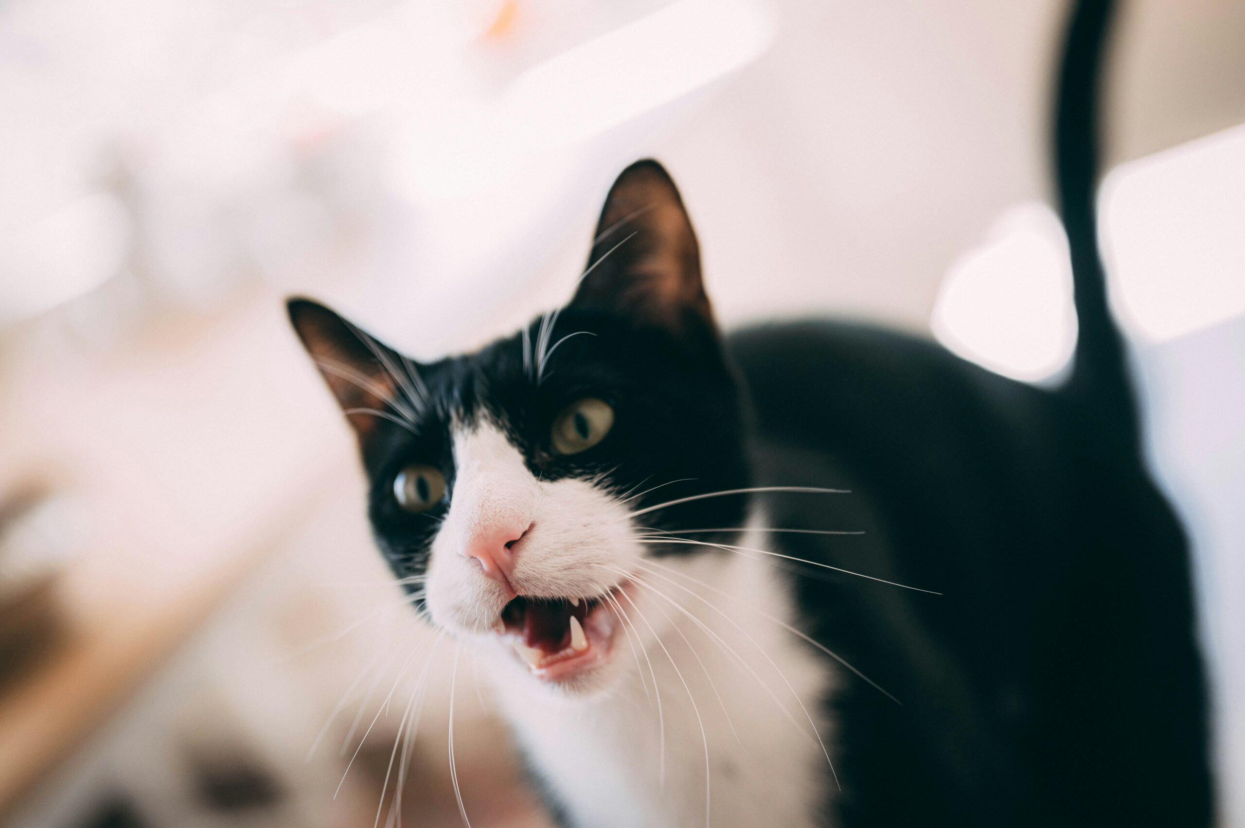 猫