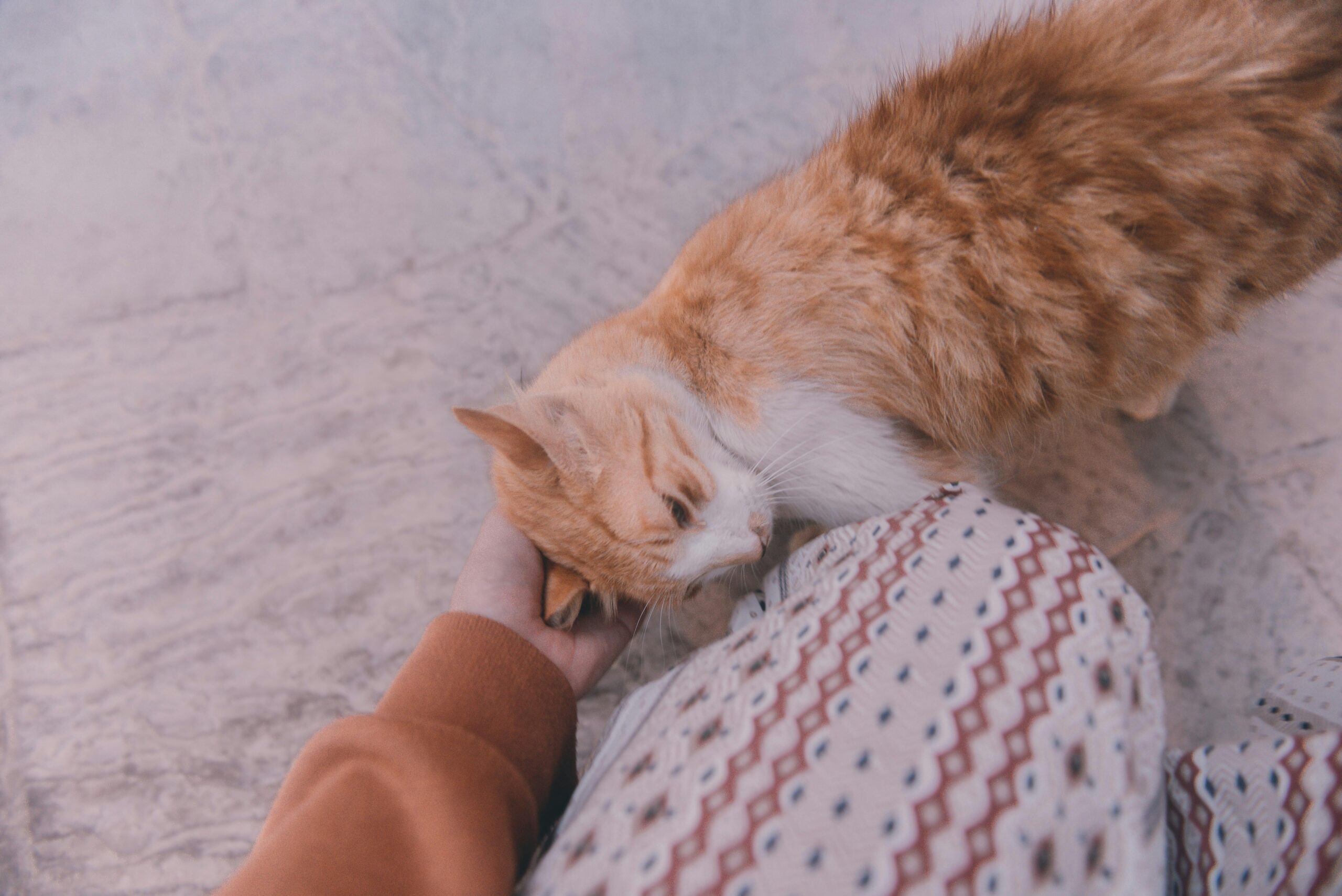 撫でられている猫