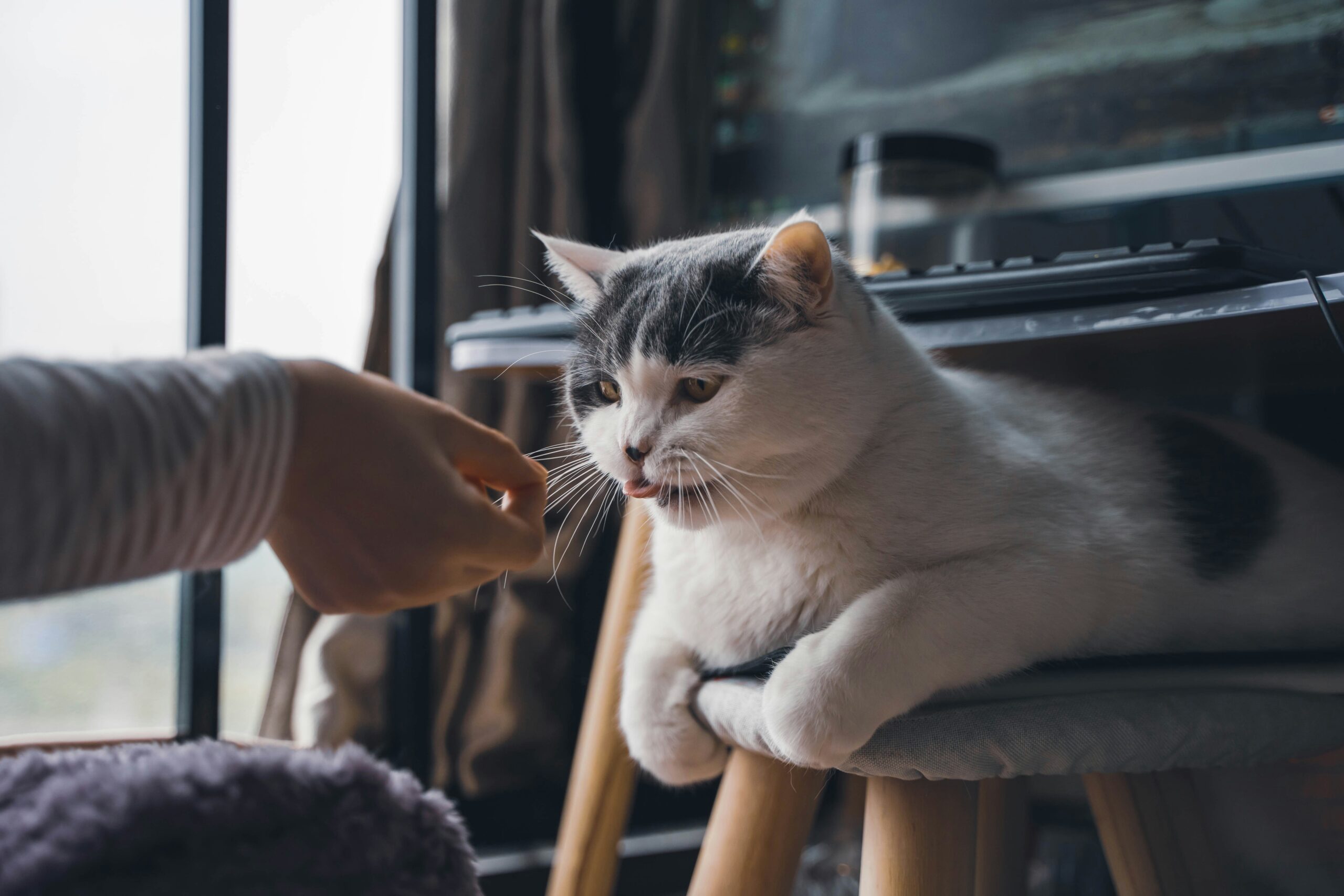 猫